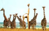 5642 stemmen op Publieksprijs Creatief Gouden Giraffe: dit zijn de 5 kanshebbers