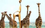 Gouden Giraffe nominatie Brand Events: Opening Jheronimus Bosch 500