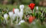 In 8 weken genoeg verdienen voor 1 jaar: de wijze lessen van Keukenhof
