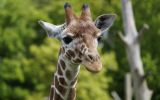 Nieuw bij de Gouden Giraffe Event Awards: de Groene Giraffe