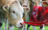 Verhuurbedrijven Hapéco en Van Geelen mogen zich klimaatneutraal noemen