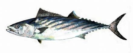 Bedrijfsuitje zet Nederlandse viswereld op z'n kop