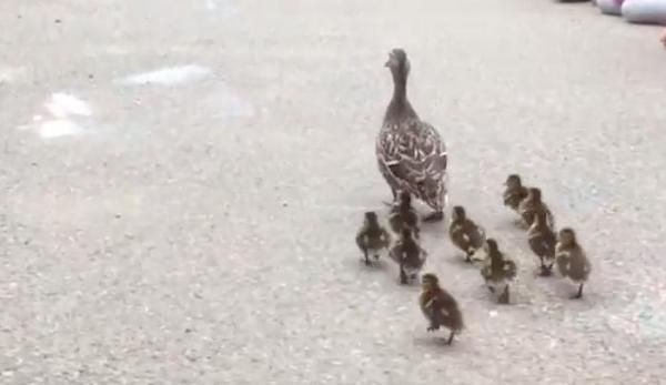 De kracht van LIVE: eendjes op een school...