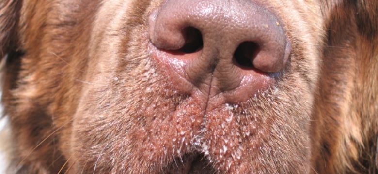 Geurmarketing: AirWick breekt een prachtige lans voor de kracht van geur