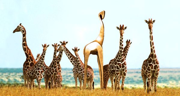 Gouden Giraffe: welk evenement zou u nomineren?