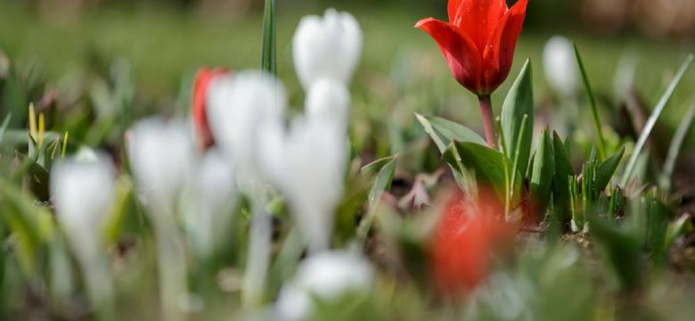 In 8 weken genoeg verdienen voor 1 jaar: de wijze lessen van Keukenhof